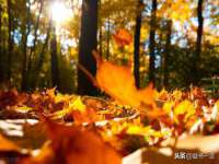 安徽电气集团股份有限公司